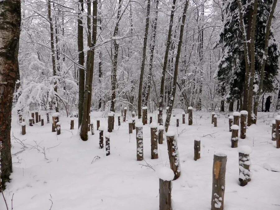 Гора колокольня Гостилицы. Колокольная гора в Гостилицах. Гора колокольня 105.3. Гора Колокольная Ломоносовский район. Высота 105 3