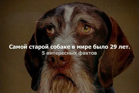 Самой старейший собака