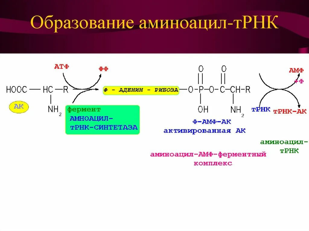 Аминоацил-ТРНК-синтетаза механизм. Синтез аминоацил-ТРНК биохимия. Реакция катализируемая аминоацил-ТРНК синтетазой. Аминоацил ТРНК строение.