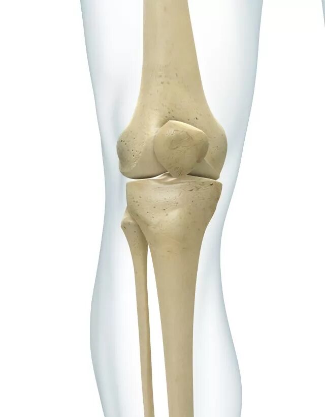 Кости коленного сустава. Скелет коленного сустава. Скелет человека берцовая кость коленный сустав. Анатомия костей коленного сустава.