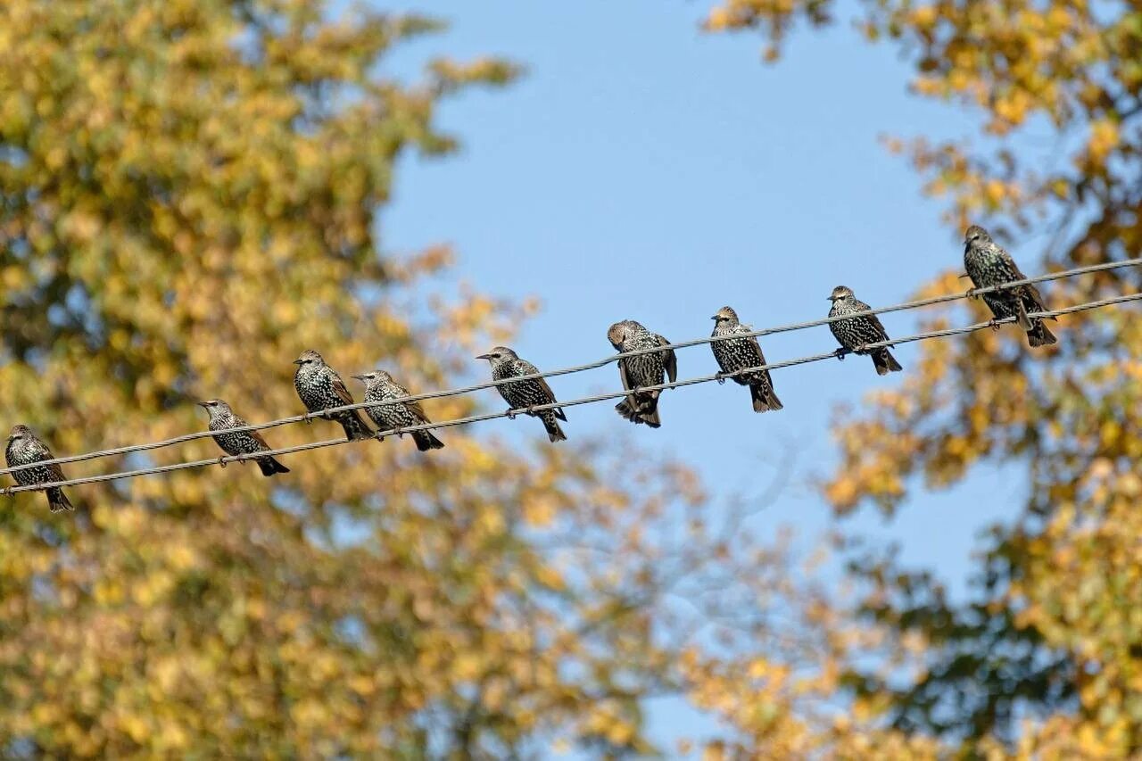 Птицы на проводах. Птички на проводе. Птицы сидят на проводах. Птицы на электропроводах. Про пев птиц