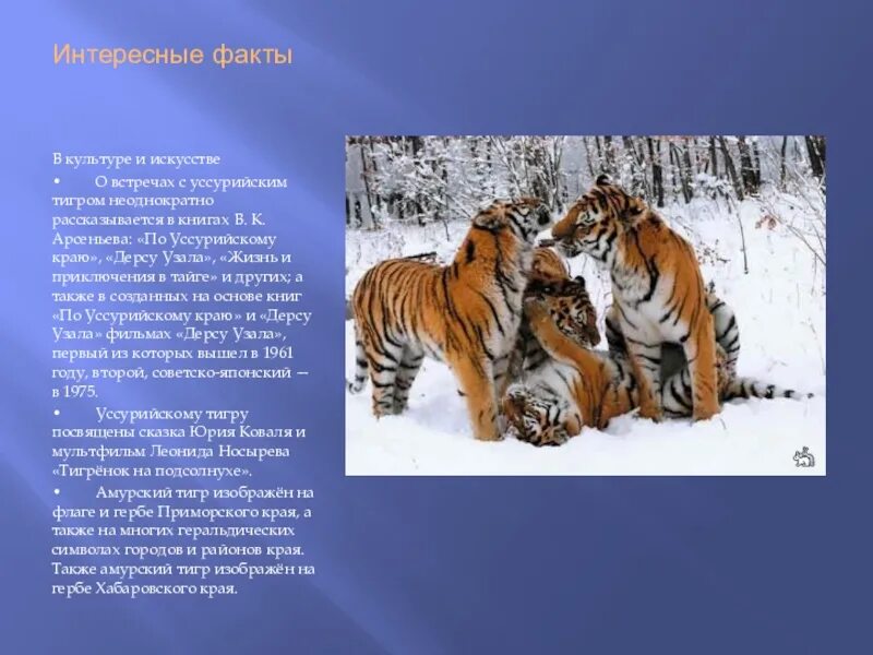 Уссурийский тигр и панда являются представителями. Уссурийский (Амурский) тигр проект. Уссурийский Уссурийский тигр Уссурийский тигр. Уссурийский тигр интересные факты. Интересные факты о тиграх.