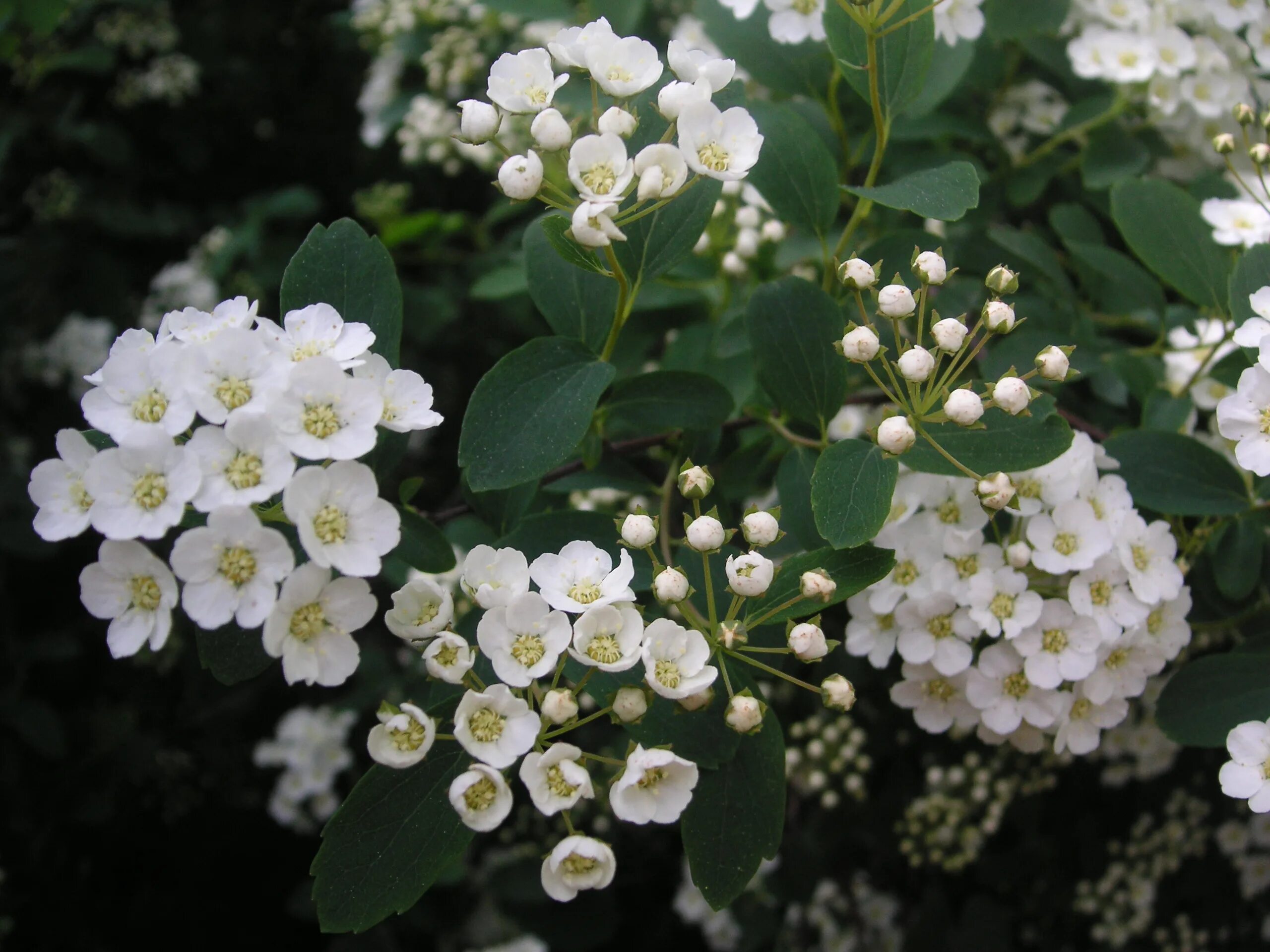 Спирея с белыми цветами. Спирея городчатая. Спирея городчатая (Spiraea crenata). Спирея Вангутта. Таволга городчатая (спирея) куст.