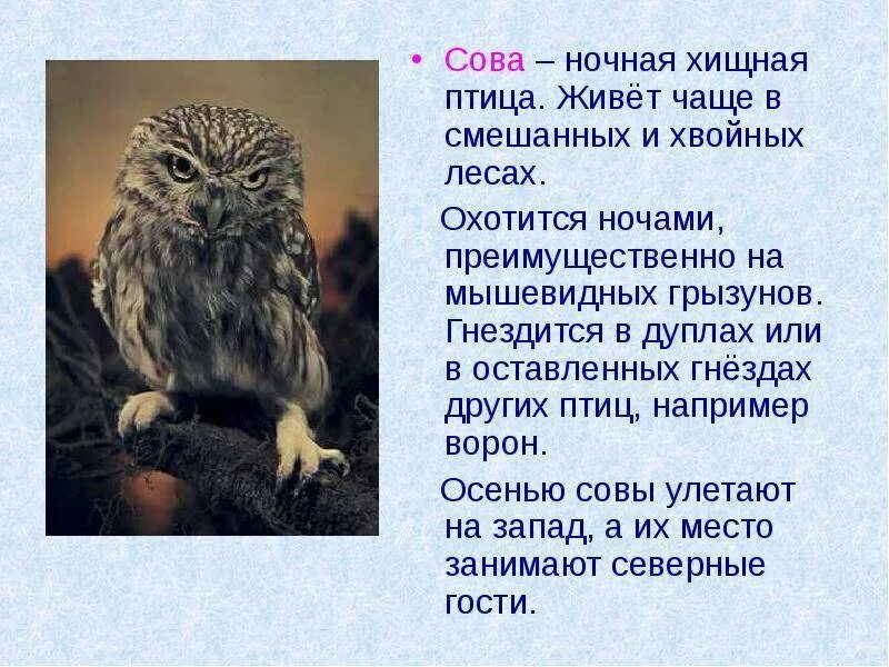 Рассказать про сову