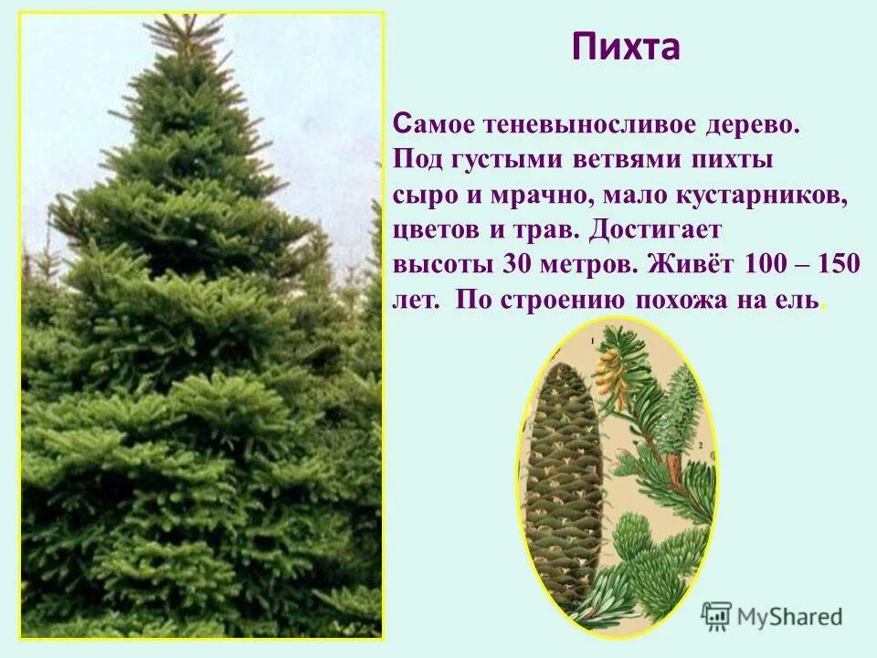 Пять пихт задача более легче. Пять пихт задача более легче