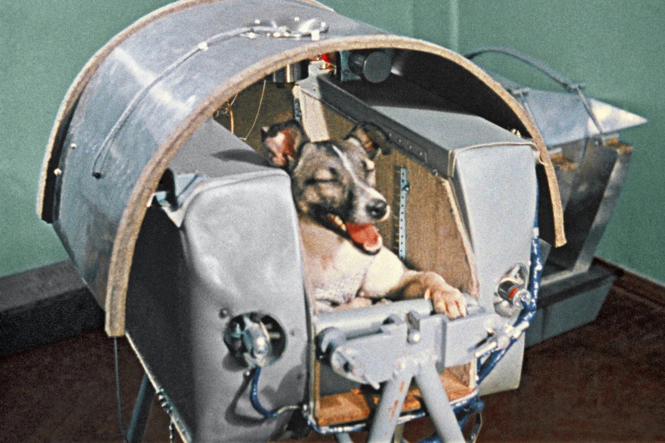 Первое животное космонавт. Собака лайка 1957. Собака лайка на спутнике 2. Первая собака в космосе лайка. Лайка 3 ноября 1957.