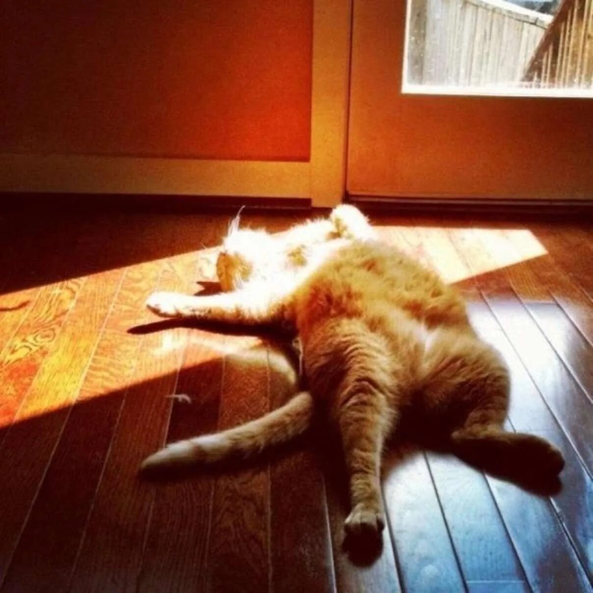 Утро солнце веселое. Кот на солнышке. Котик лежит на солнце. Котик на солнышке. Кот утро.