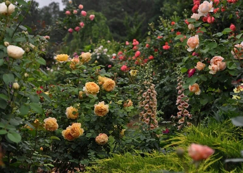 Roses forums