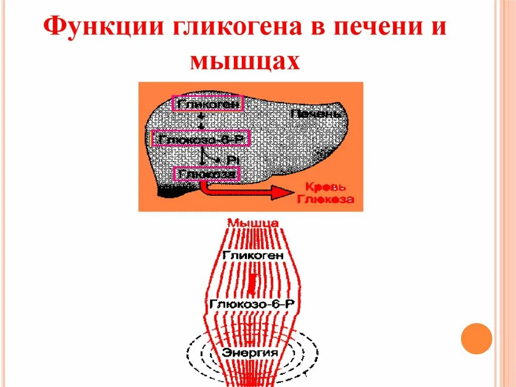 Печень запасает гликоген. Гликоген функции. Функция гликогена в мышцах?. Запасы гликогена в мышцах. Накопление гликогена в печени.