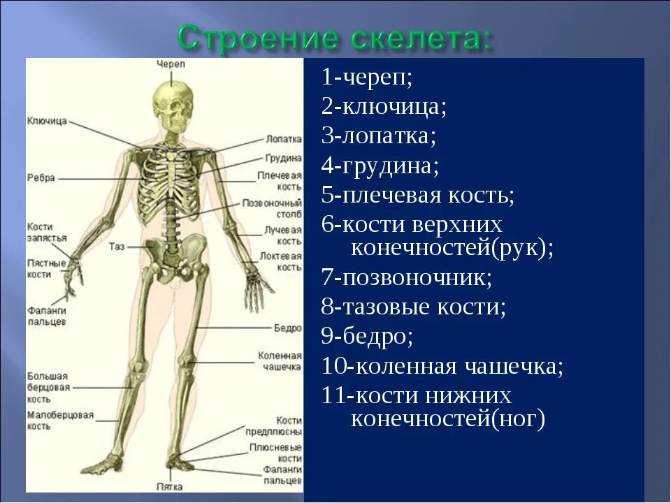 Скелет плеча человека. Изображения части скелета. Скелет человека с названием костей и отделами. Части скелета описание.