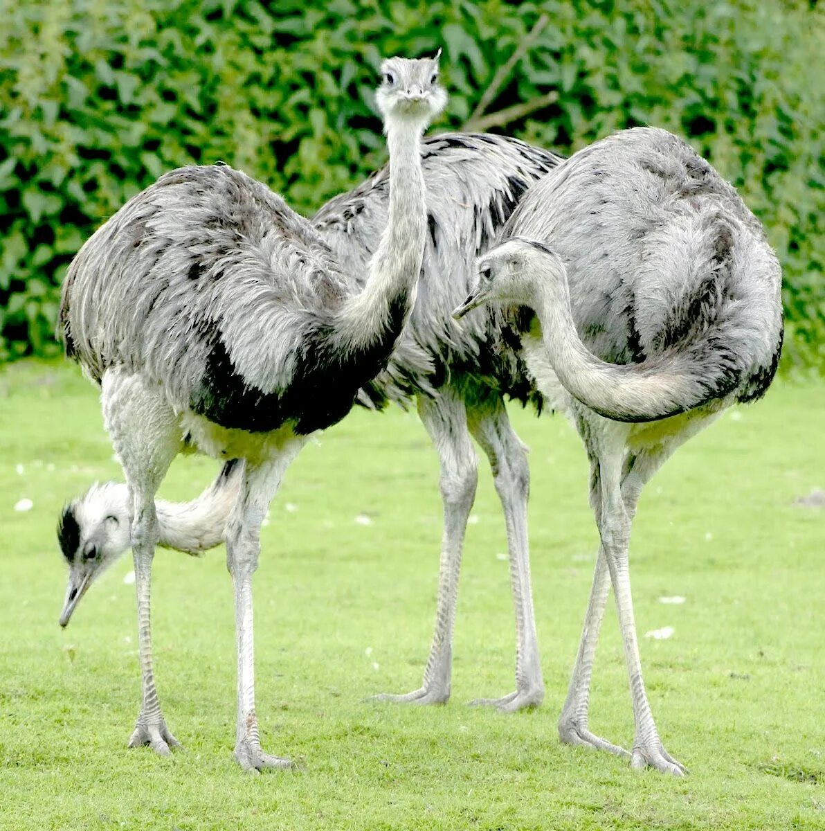 Free Images : wildlife, beak, ostrich, close, feather, fauna, plumage, emu, head