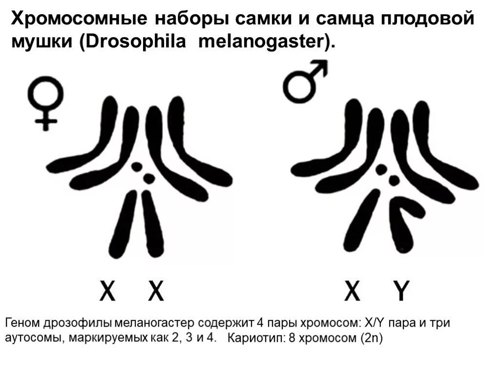 Отличие хромосомного набора самца от набора самки. Хромосомный набор дрозофилы. Кариотип дрозофилы набор хромосом. Кариотип мушки дрозофилы. Кариотип мухи дрозофилы.