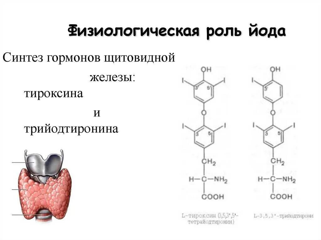 Йод повышает ттг. Схема выработки гормонов щитовидной железы. Метаболизм тиреоидных гормонов схема. Физиологическое действие гормонов щитовидной железы. Механизм синтеза гормонов щитовидной железы.