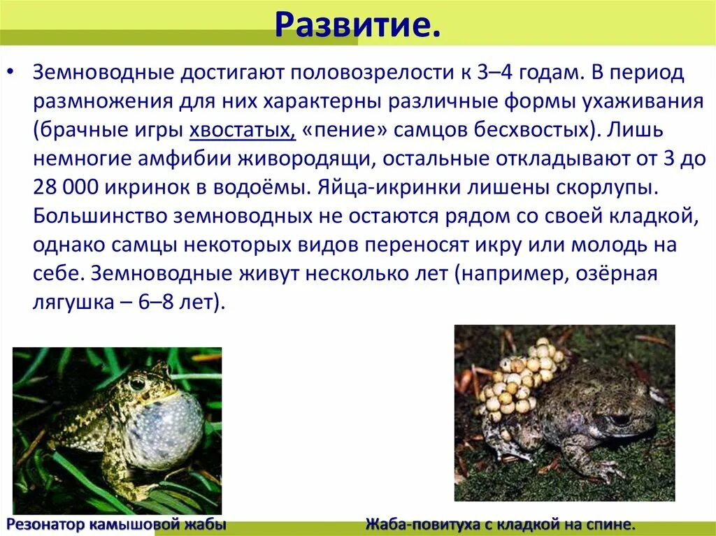 Тип развития у земноводных. Развитие амфибий. развитие земноводных. отряд бесхвостые земноводные общая характеристика. где обитают амфибии.