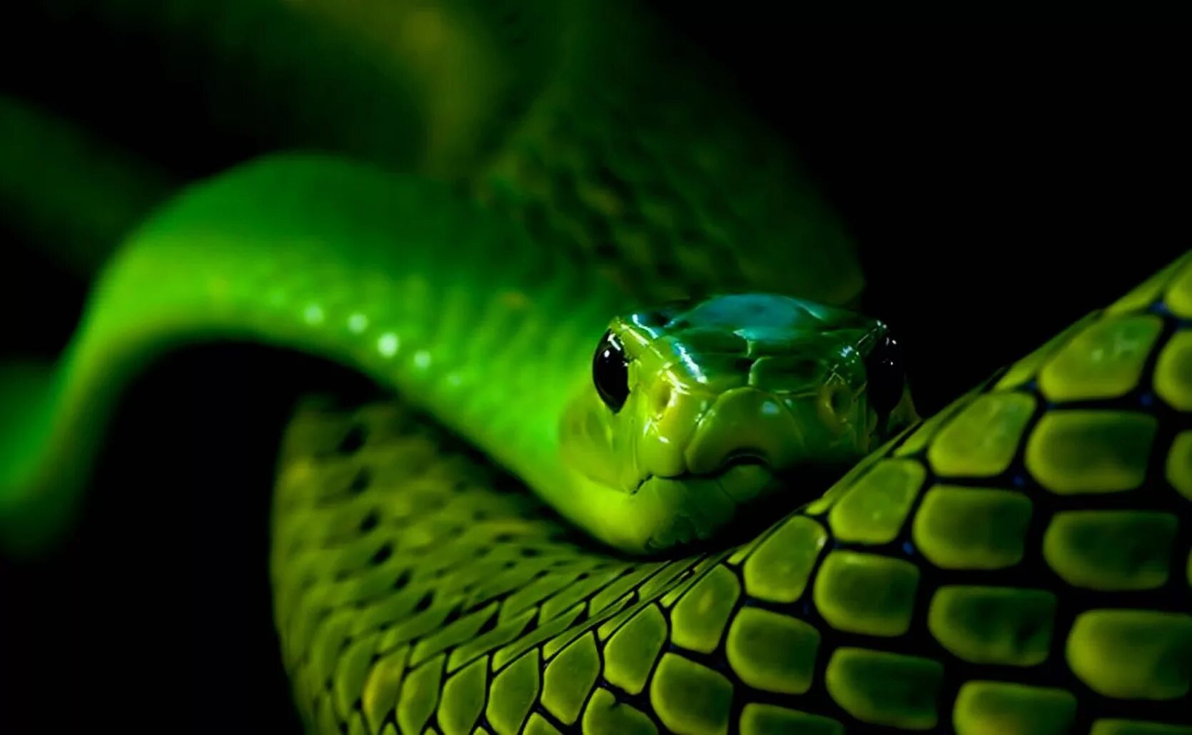 Картинки змей. Змея. Змейка. Зелёная змея / Green Snake [2019] Green Snake. Питон картинки.