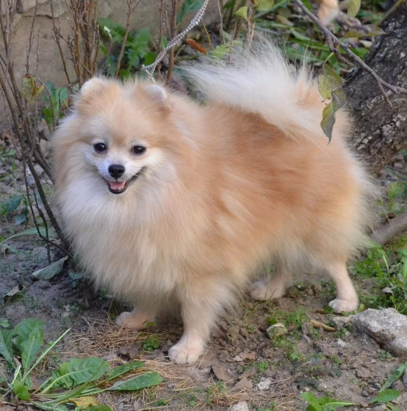 померанский шпиц стандарт. той шпиц померанский. один мини один стандарт шпиц. шпиц стандарт. малый шпиц кляйншпиц.