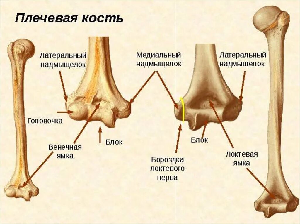 Плечевая кость анатомия мыщелок. Борозда локтевого нерва плечевой кости. Локтевой сустав анатомия строение кости. Головка локтевой кости анатомия.