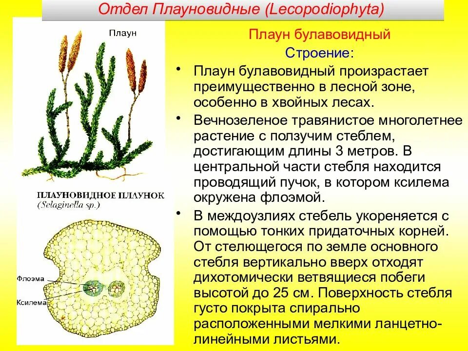 Признаки плаунов 7 класс. Плаун булавовидный отдел растений. Плаун булавовидный строение. Плаун булавовидный Плауновидные. Плалаун булаловилный отдел растений.