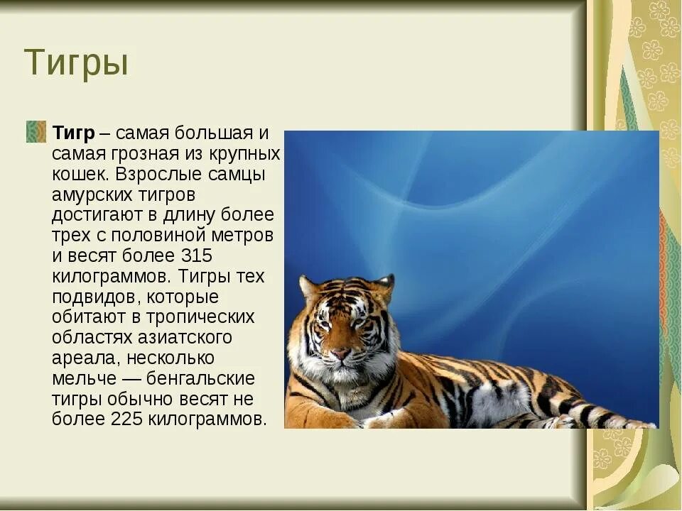 Тигр где находится история 5 класс. О Тигре детям. Рассказать о Тигре. Тигр характеристика животного. Описание тигра для детей.