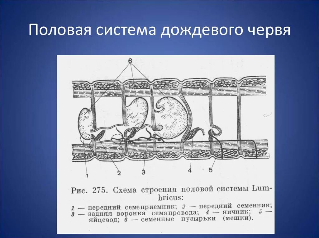 Кольчатые черви половая. Половая система дождевого червя. Половая система кольчатых червей. Строение половой системы кольчатых червей. Органы половой системы у кольчатых червей.