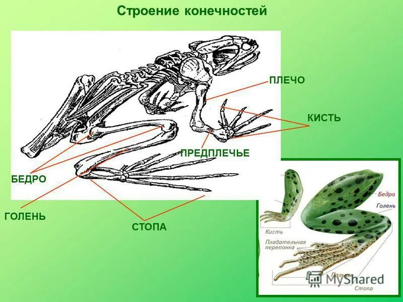 Черты внутреннего строения амфибий. Предплечье у земноводных. Среда обитания и строение тела земноводных. Класс земноводные. Внешнее строение и скелет земноводных.