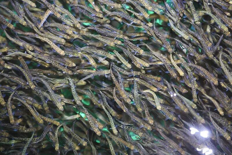 Водоросли мальки рыб окунь. Молодь черноморского лосося. мальки горбуши. черноморский лосось нерест. лососевый рыбоводный завод выпуск малька.