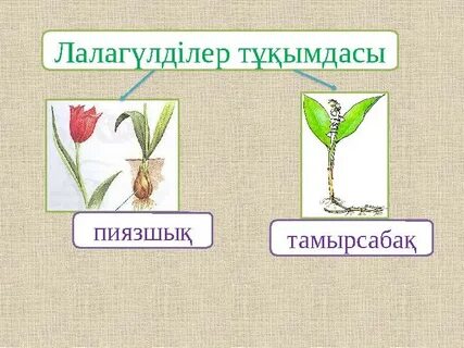 Тәжірибесіз сұлудың алғашқы жыныстық қатынасы