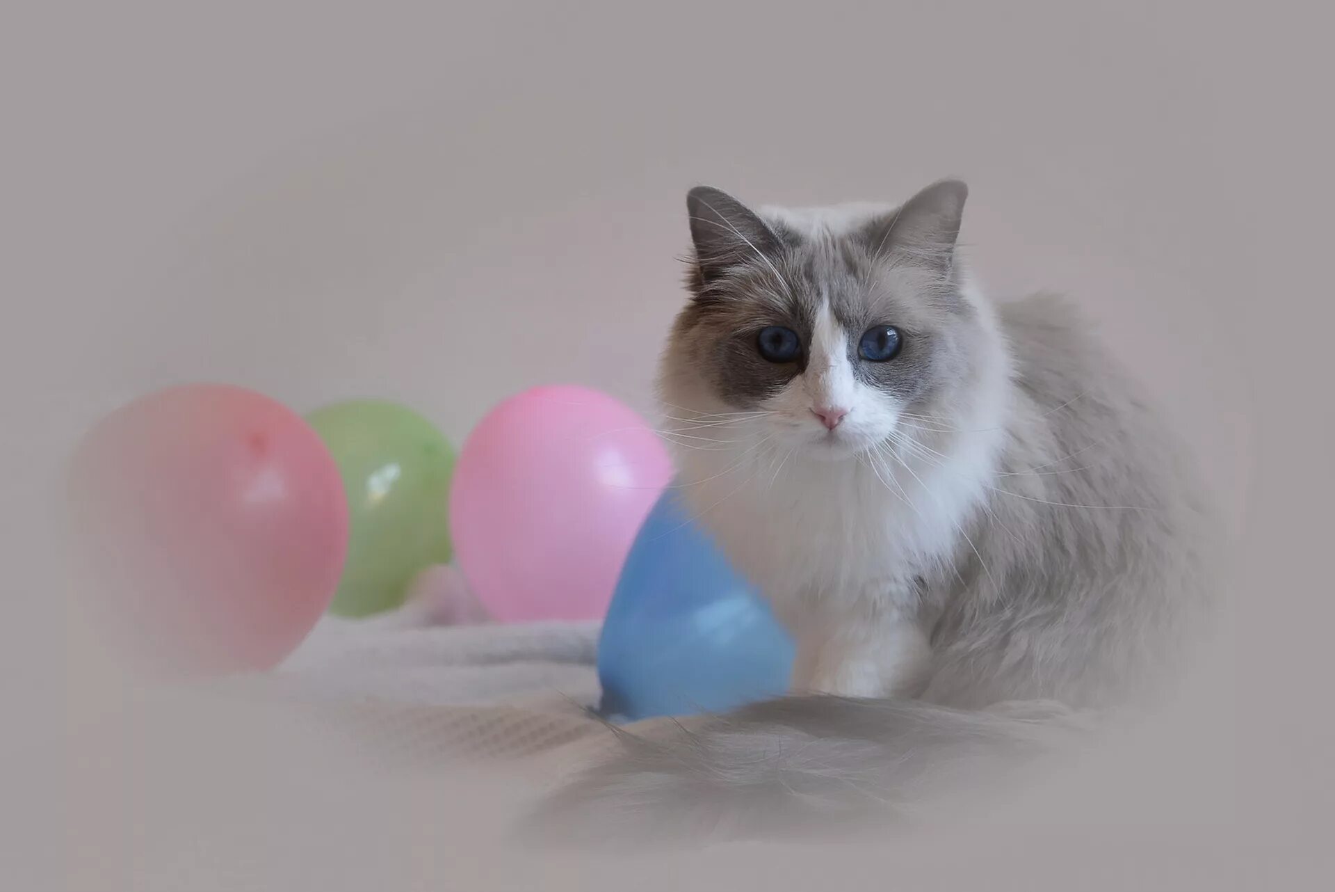 Шарик кошечка. Кошка с воздушными шарами. Кошка с воздушными шариками. Котёнок с шариком. Шарик кошка.