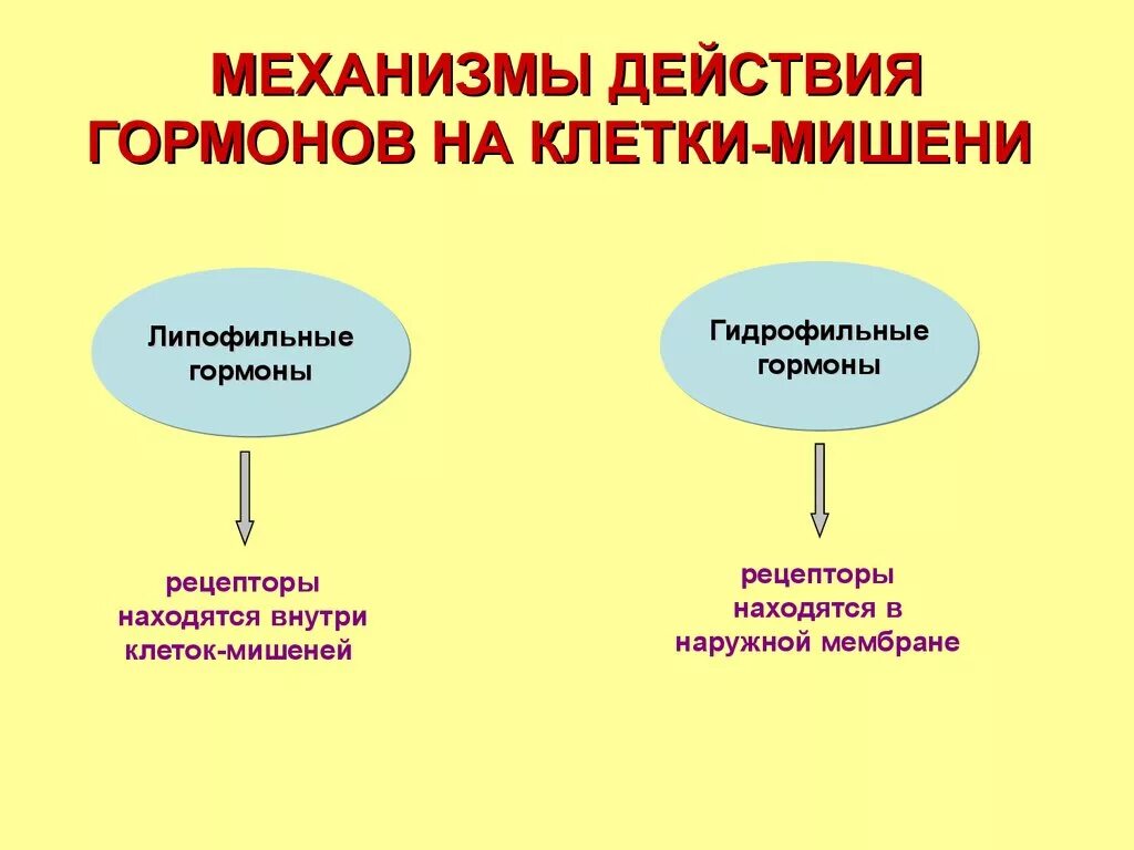 Тироксин органы мишени. Механизмы действия гормонов на клетки-мишени. Действие гормонов на клетки мишени. Механизм воздействия гормонов на клетки мишени. Эффекты влияния гормонов на органы мишени.