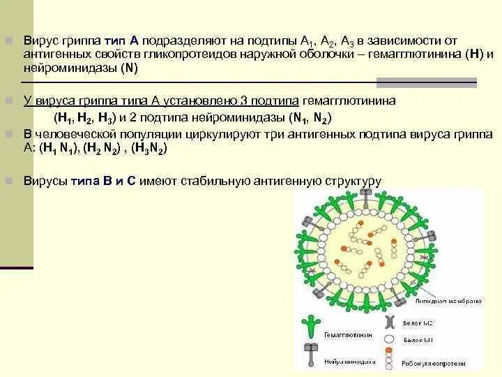Тест вирус гриппа. Вирус гриппа. подтип вирусов гриппа типа а определяют.