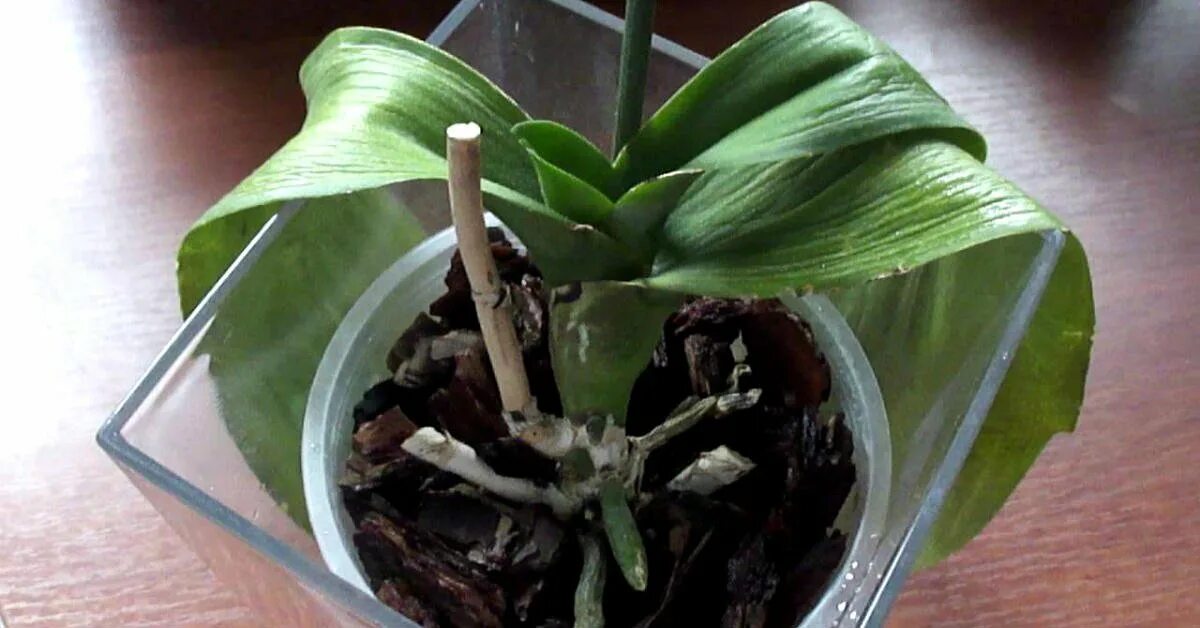 Орхидея фаленопсис корни. Орхидея фаленопсис вянут листья. Орхидея фаленопсис реанимация.