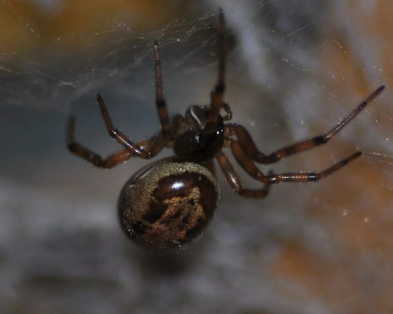Spider bit