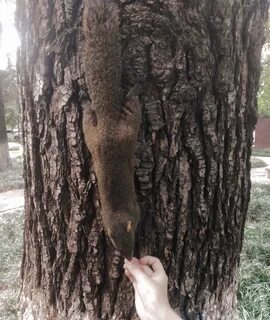 File:Squirrels kunming.jpg. 