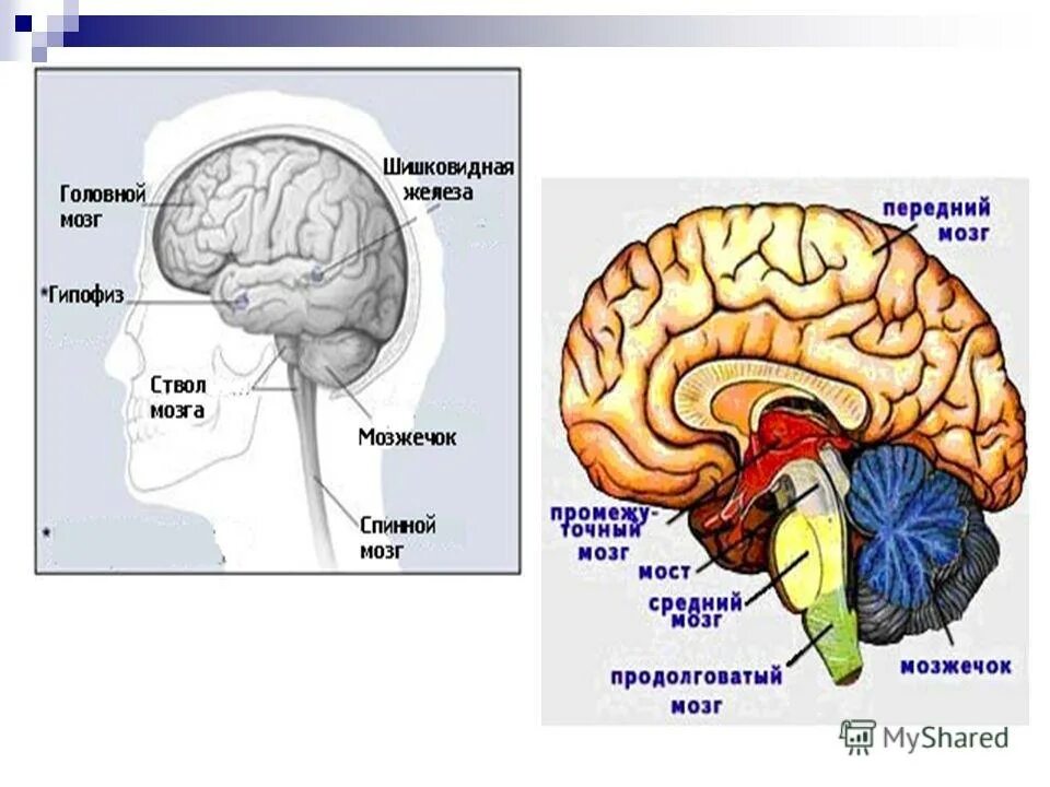 Основные отделы головного мозга рисунок