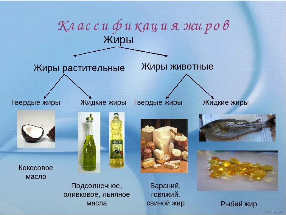 Выберите верное утверждение продукты питания содержащие жиры. Жиры животного происхождения список продуктов. классификация растительных и животных жиров. классификация жиров животного происхождения. растительные и животные жиры.
