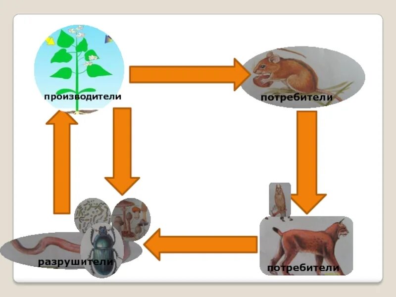 Круговорота веществ 3 класс. Производители потребители Разрушители. Производители, потребителиhfpheibntkb. Круговорот веществ производители потребители Разрушители. Круговорот веществ в природе потребители производители Разрушители.