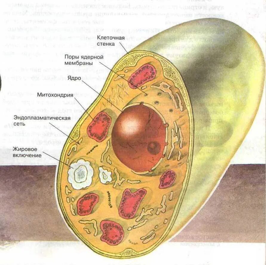 Грибная клетка биология. Органоиды грибной клетки строение. Строение грибной клетки клетки. Строение грибковой клетки. Клетки гриба не имеют ядра