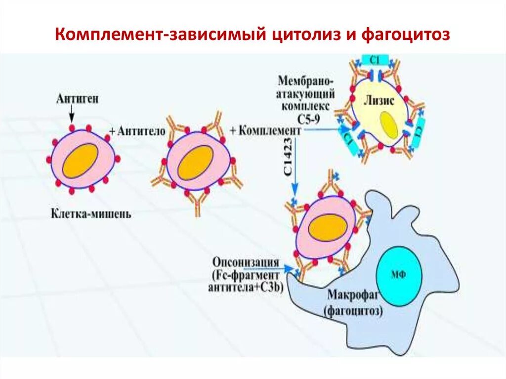 Фагоцитоз антигена. Комплемент-зависимый (цитотоксический) механизм аллергии.. Цитотоксическая аллергическая реакция схема. Комплемент-зависимый цитолиз. Комплемент-зависимый цитолиз, фагоцитоз.