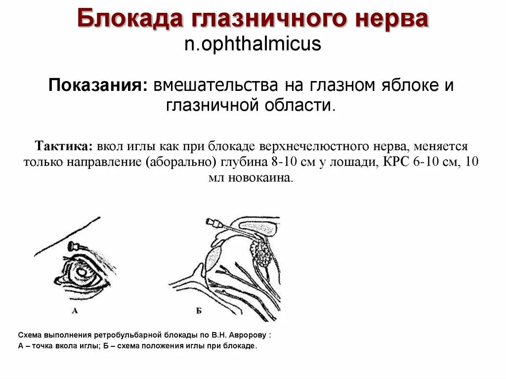 Блокада глаза. Ретробульбарная новокаиновая блокада КРС. Тройничный нерв КРС. Ретробульбарная блокада у лошади. Блокада глазничного нерва у КРС.