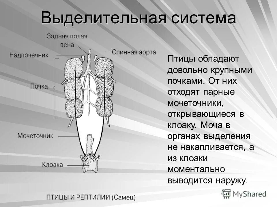 Мочеточники птицы открываются в