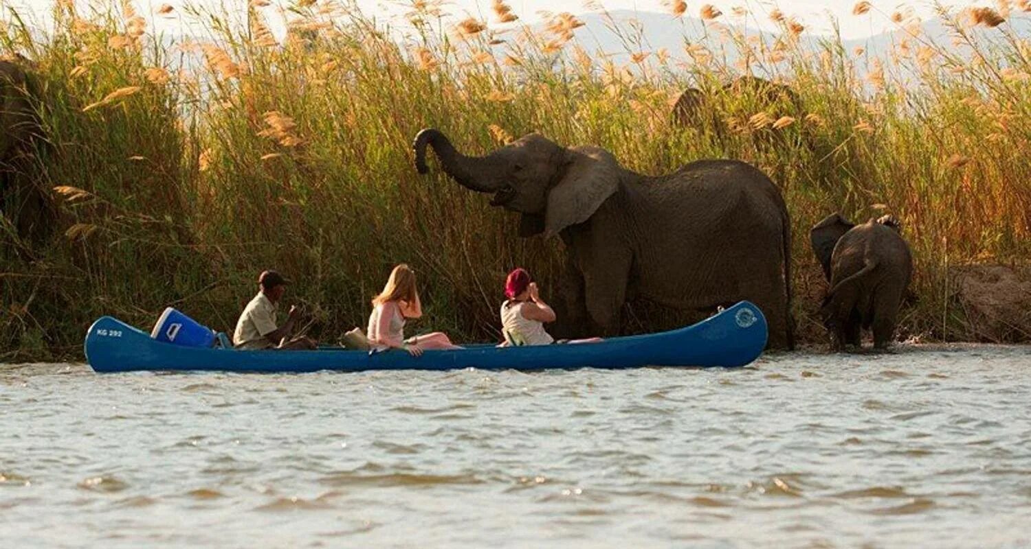 Wildlife holidays. Водное сафари на каноэ с львами. Canoe Safari.