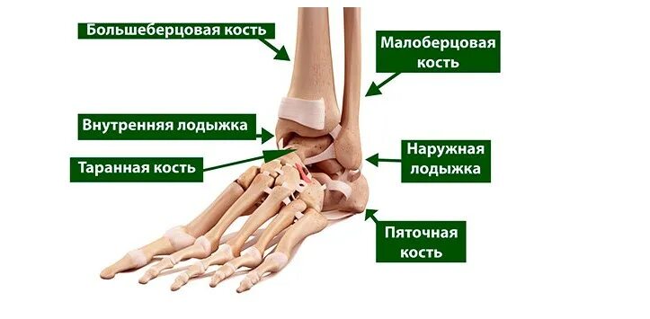 Лодыжка какие кости. Наружная лодыжка большеберцовой кости. Лодыжка внешняя малоберцовой кости. Наружная лодыжка и малоберцовая кость. Кости лодыжки анатомия.