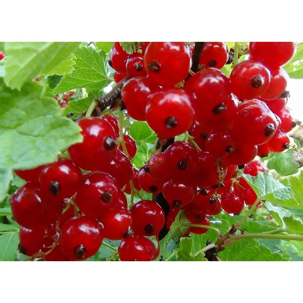 Смородина джонкер-ван-тэс. Йонкер ван тетс красная смородина. Красная смородина сорт йонкер ван тетс. Джокер смородина. Смородина йонкер ван тетс.