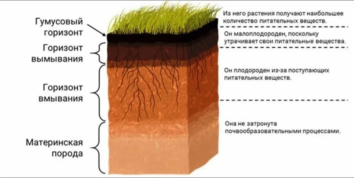 Как понять какая почва