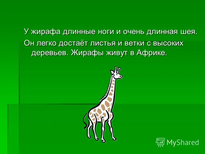 какие ноги у жирафа длиннее