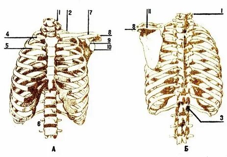 Rib 6