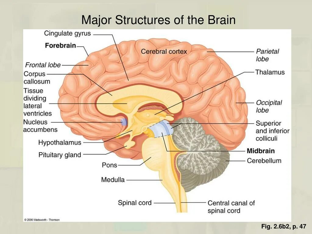 Brain structure. Parts and structures of the Brain. Parts of Brain and their function. Physical structure of the Human Brain. Human structure