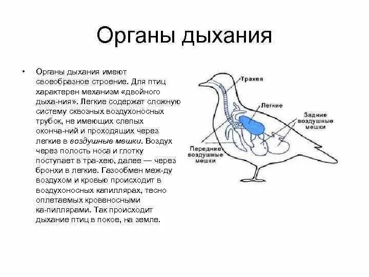 Какую функцию выполняют воздушные мешки. Дыхательная система птиц 7 класс биология. Дыхательная система птиц схема биология. Схема дыхательной системы птицы. Органы дыхания птиц схема.