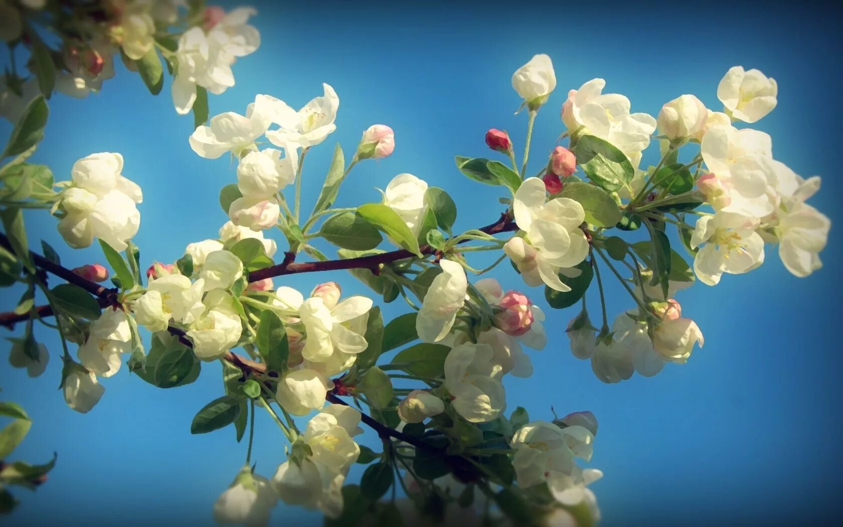 Песня день рождения весны. Цветущая яблоня. Яблони в цвету. Весенние цветы.