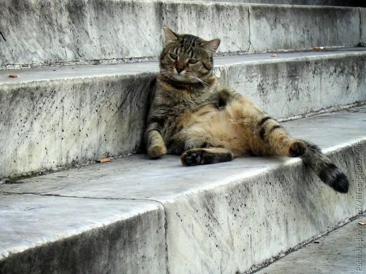 Немного кота